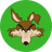 Wily Coyote