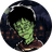 Harry Pepe Legacy