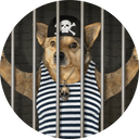 Dog In Jail