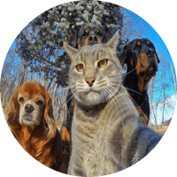 Selfie Cat Wif Dog