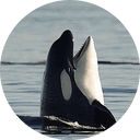 SHAMU